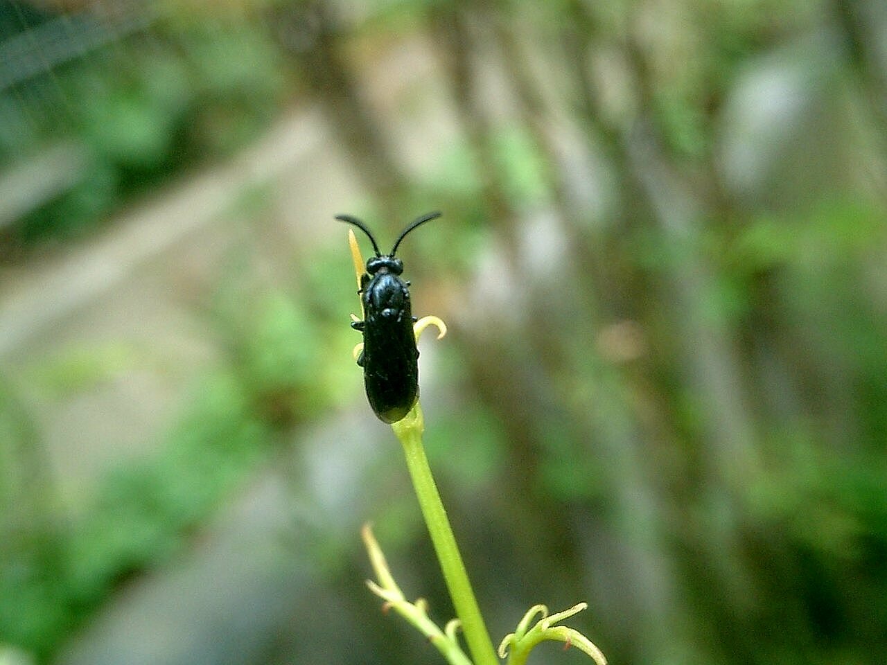 ルリチュウレンジ