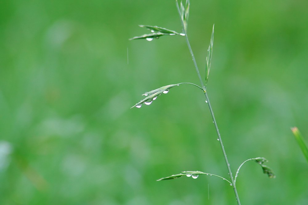 雨に生かされて