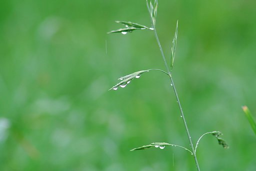 雨に生かされて