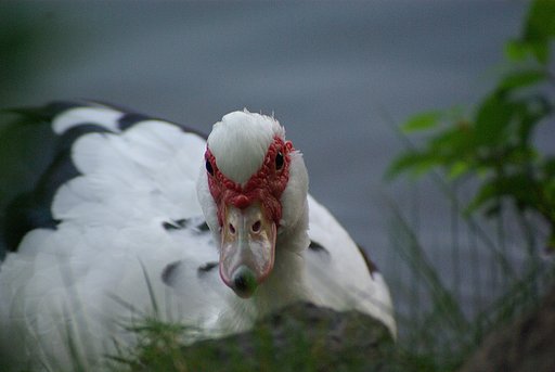 鳥のメンチ