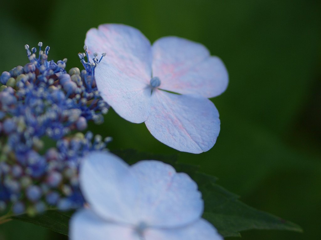 紫陽花