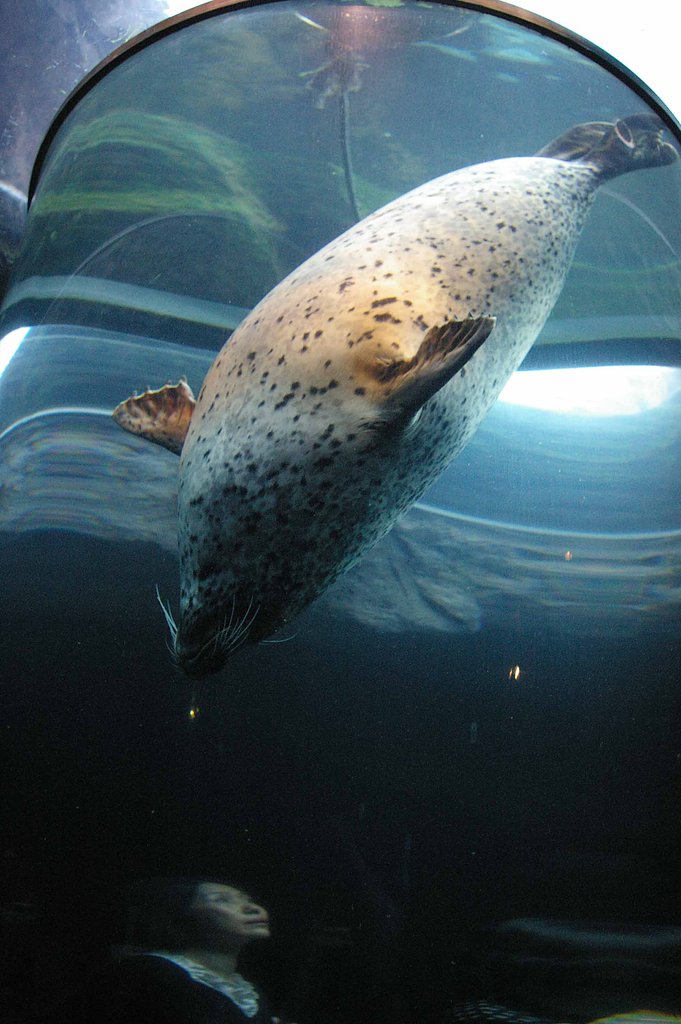 水中トンネル