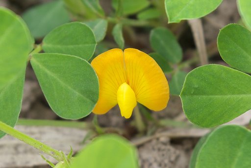 落花生の花
