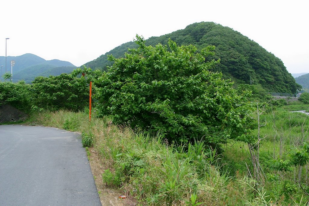 桑の大木