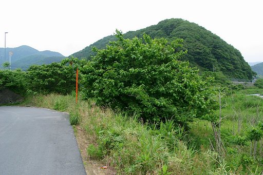 桑の大木