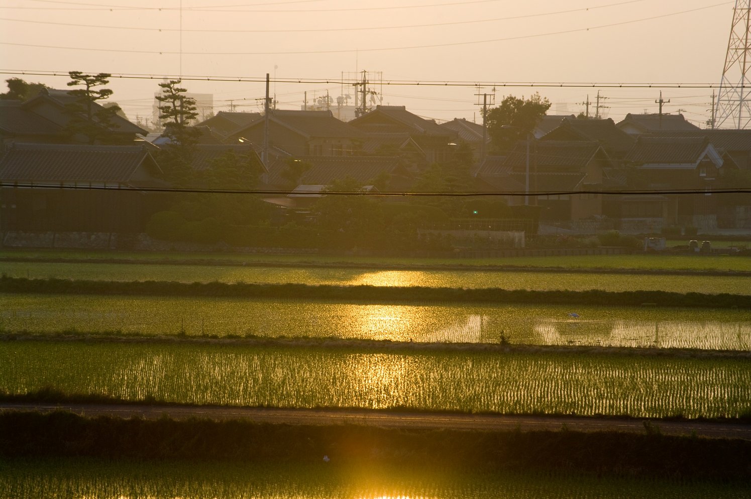 黄金帯