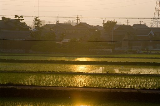 黄金帯