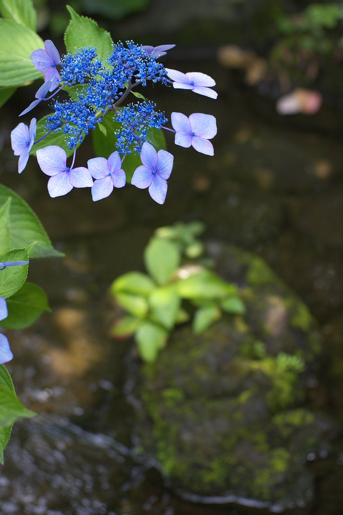 紫陽花とせせらぎ