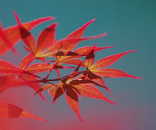 今はもう秋？