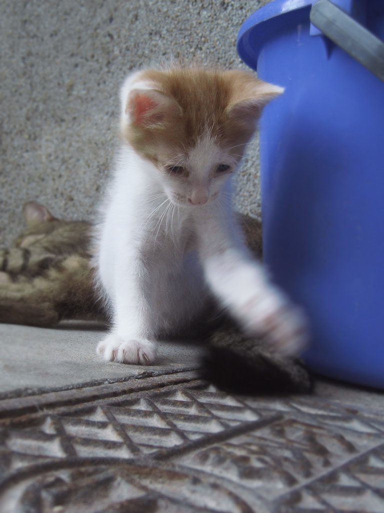子猫と尻尾