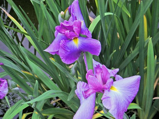 花しょうぶの手の込んだ撮影