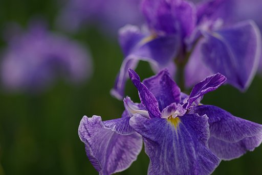 Super-Takumar 135mm F3.5