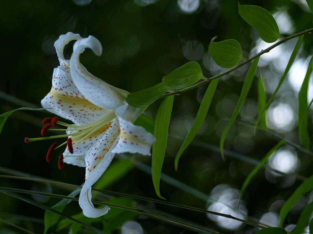 山百合