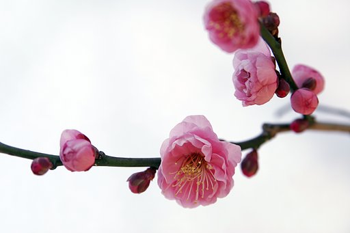 紅梅