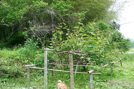 キウイの木の周りを草刈
