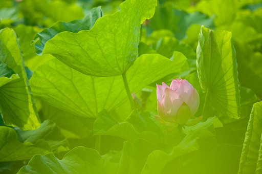 蓮葉に埋まりそう