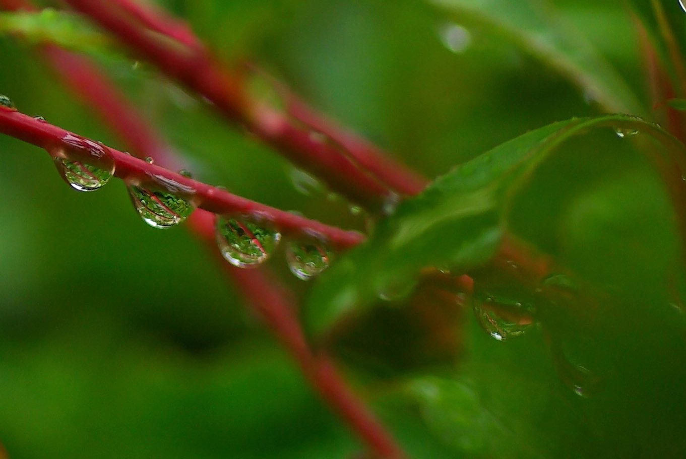 梅雨入り／雨の雫（しずく）の整列②