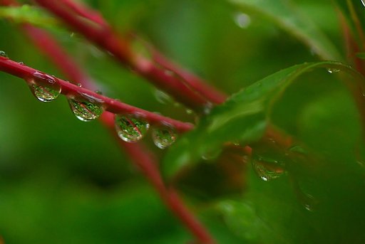 梅雨入り／雨の雫（しずく）の整列②