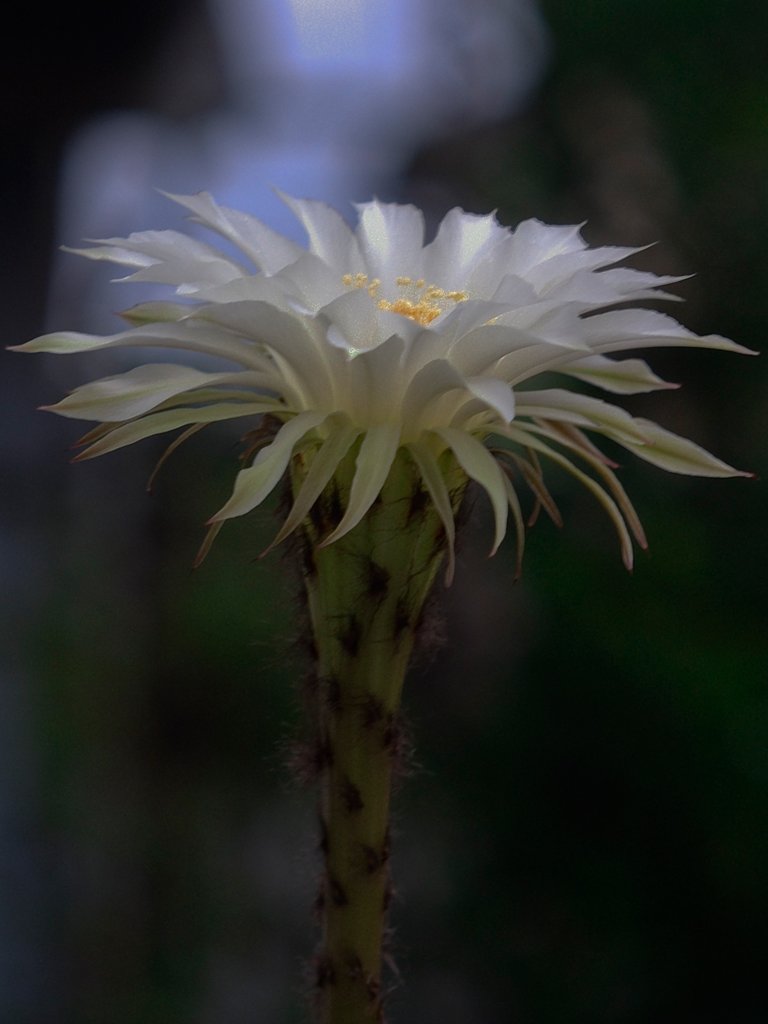 サボテンの花