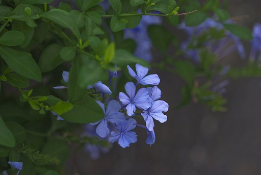 涼しげに