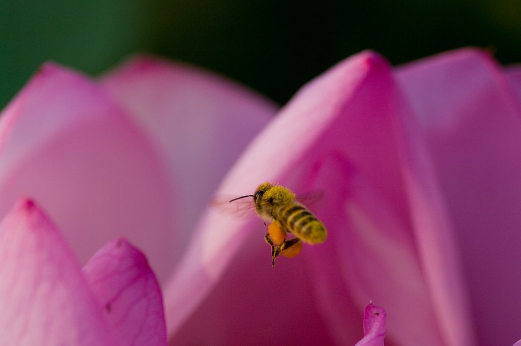花山遊覧飛行