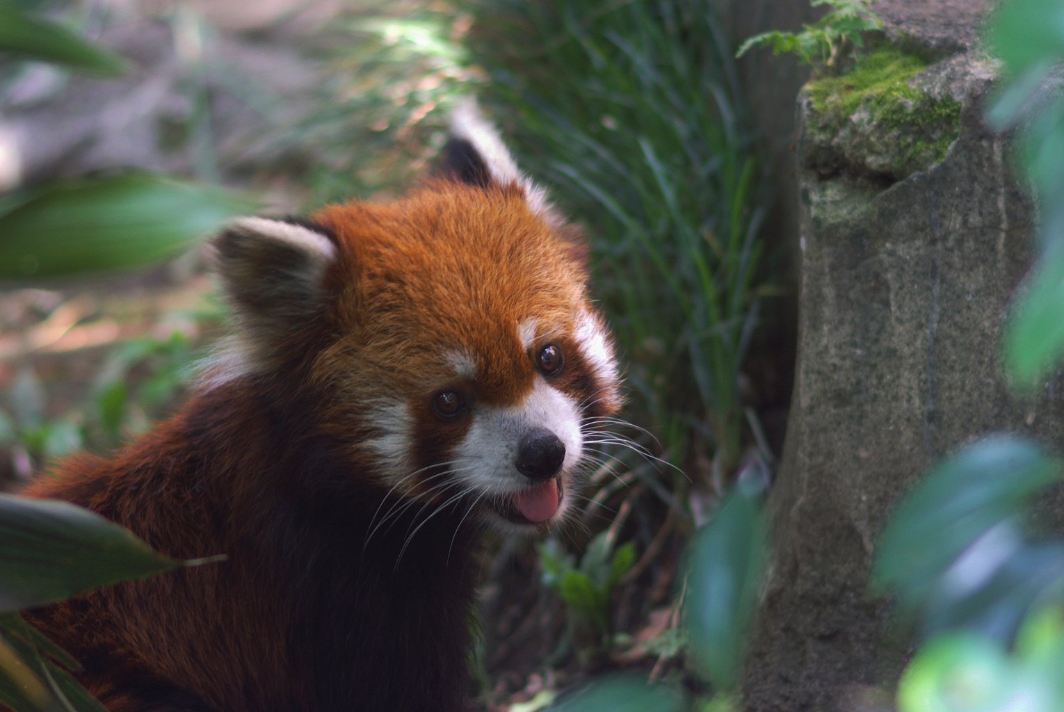 レッサーパンダ