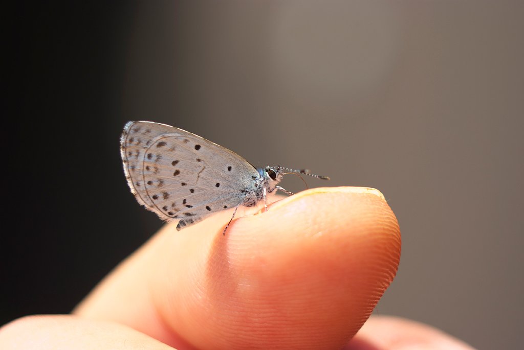 「Silver」虫愛ずる王子