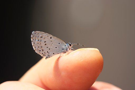 「Silver」虫愛ずる王子