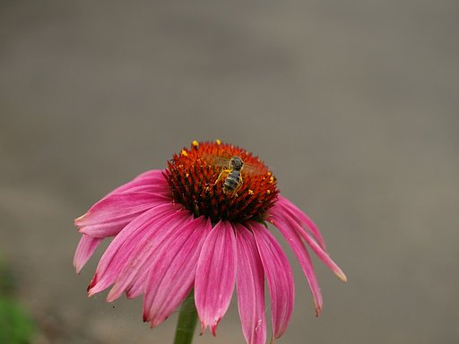 花と虫と・・・