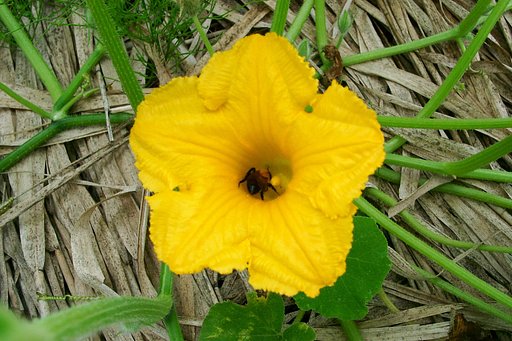 カボチャの花に来たクマバチ