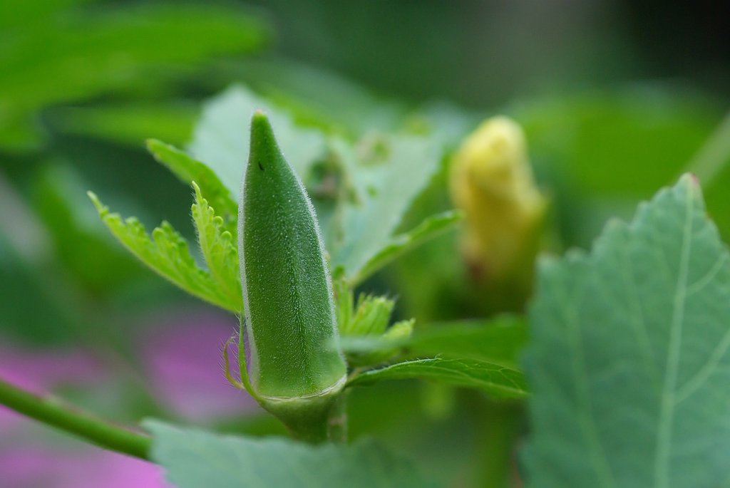 庭の野菜