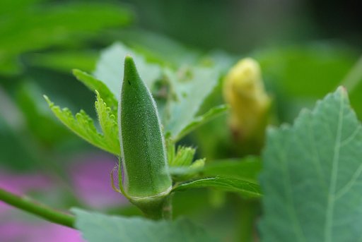 庭の野菜
