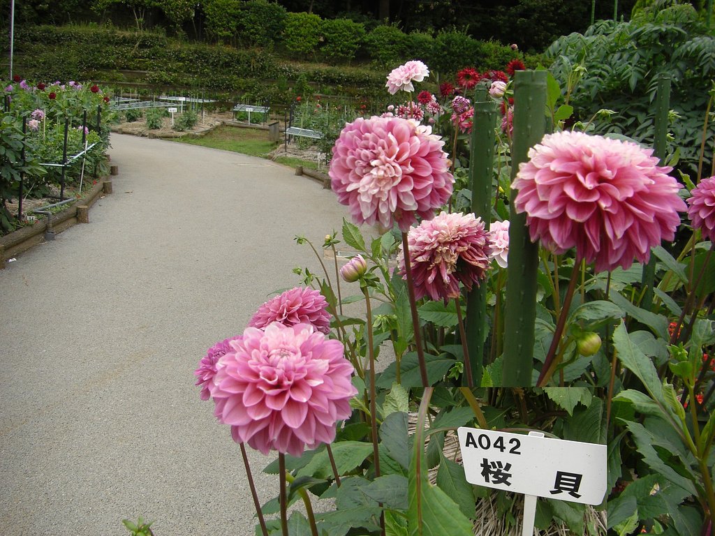 町田ダリア園 開園中（ダリアの名札）