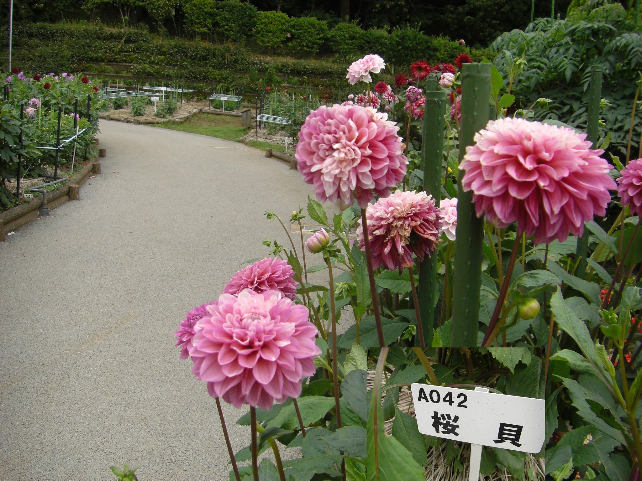 町田ダリア園 開園中（ダリアの名札）