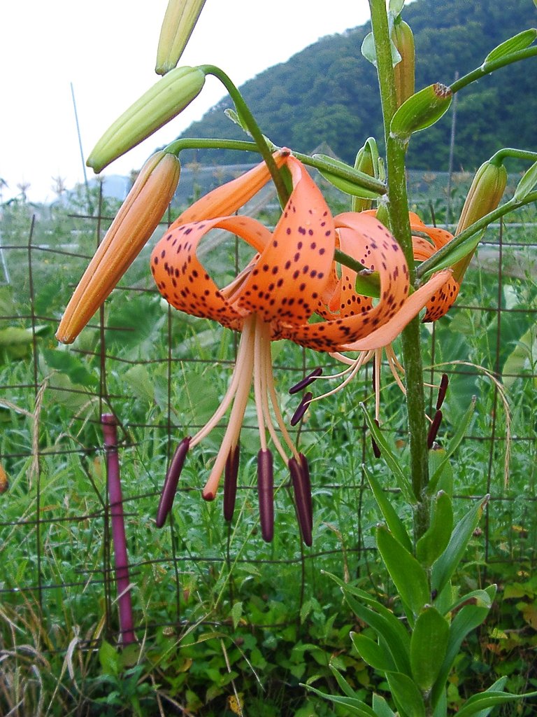 食用百合の花が咲いた
