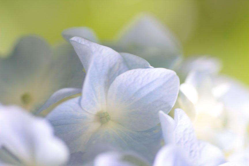 紫陽花