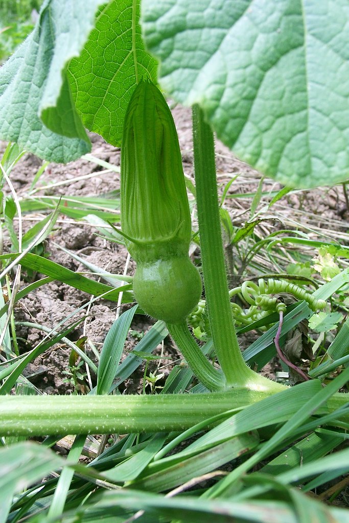 カボチャの雌花の蕾