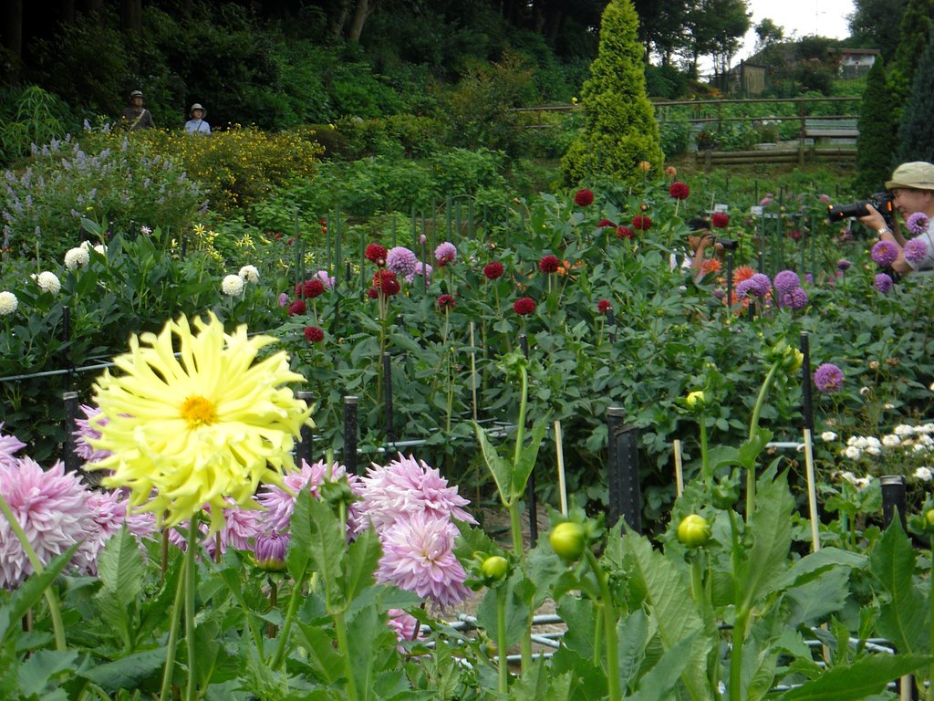 町田ダリア園 開園中