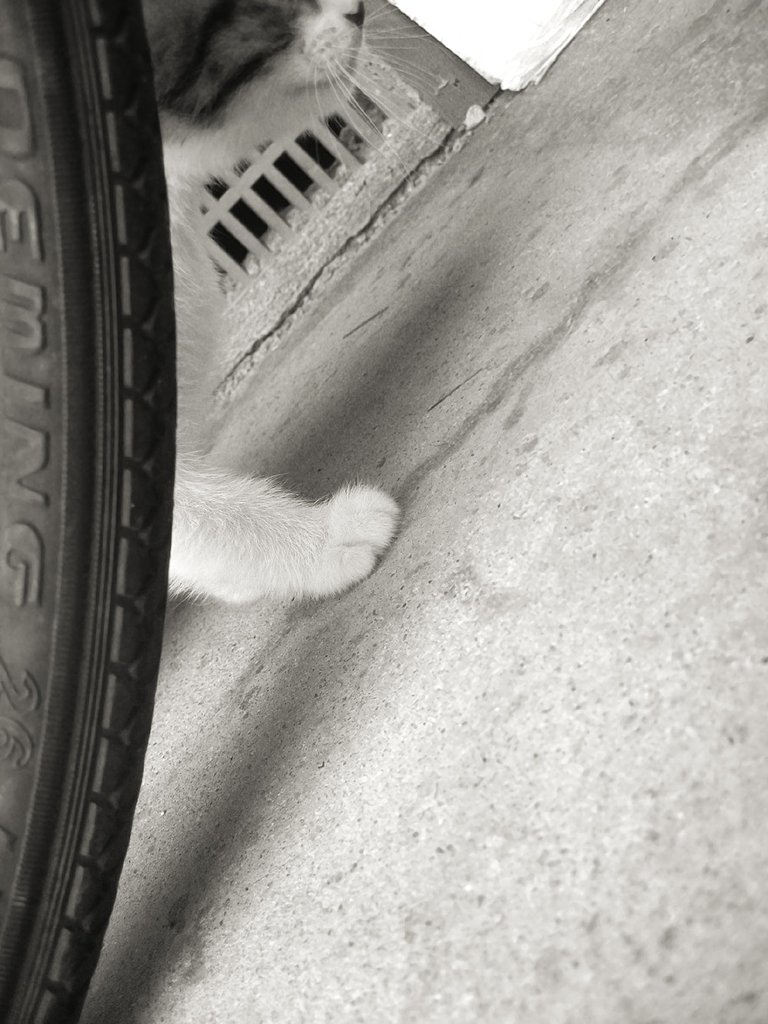 子猫の右手