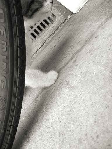 子猫の右手