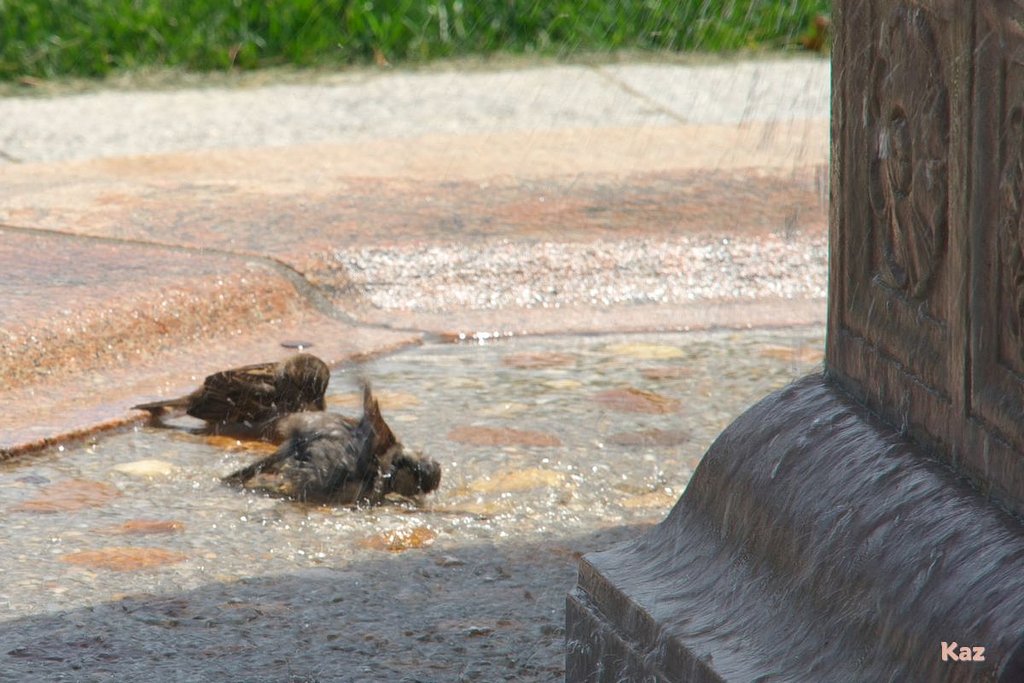 スズメの行水