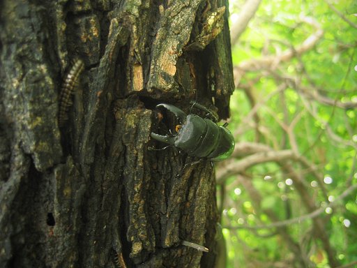 野生の証明、本土ヒラタ編