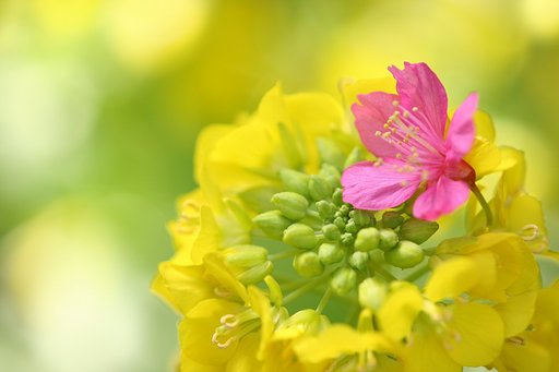 再開花