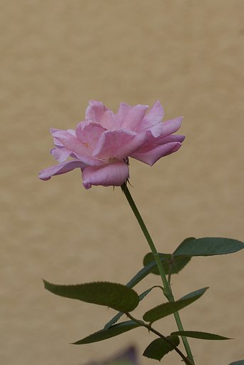 壁際に咲く薔薇一輪