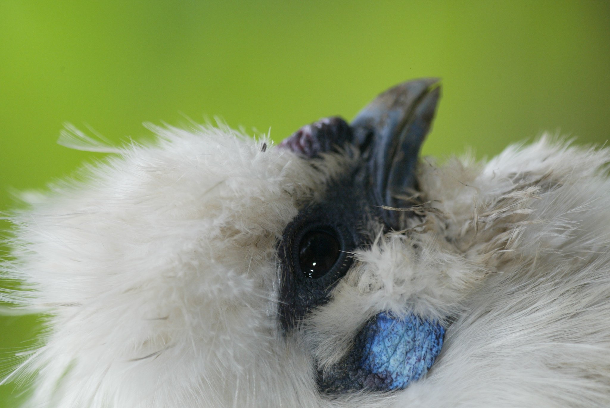 鳥のピントはどこ？
