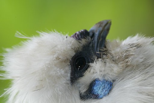 鳥のピントはどこ？