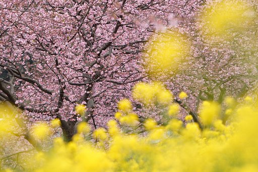 菜の花流星群