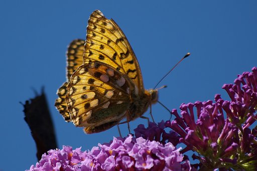 Motyl 4
