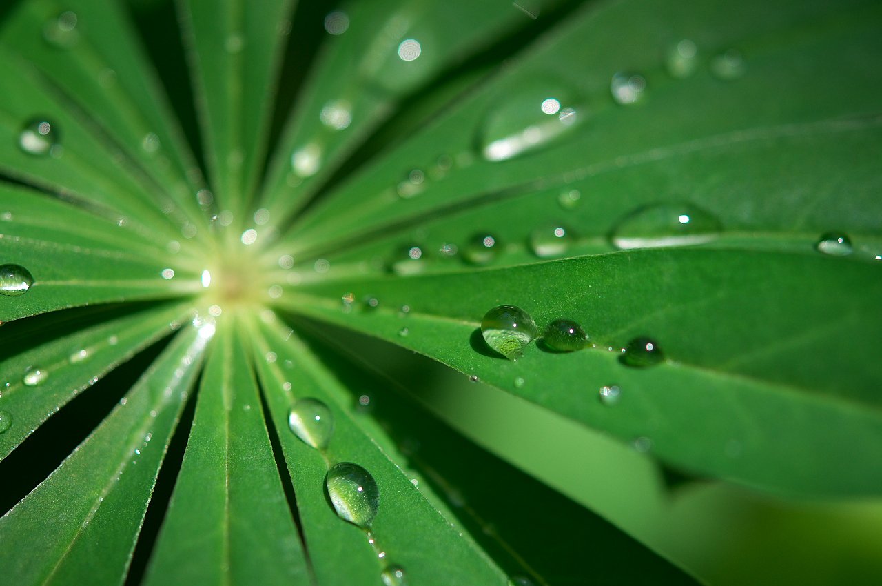 緑雨