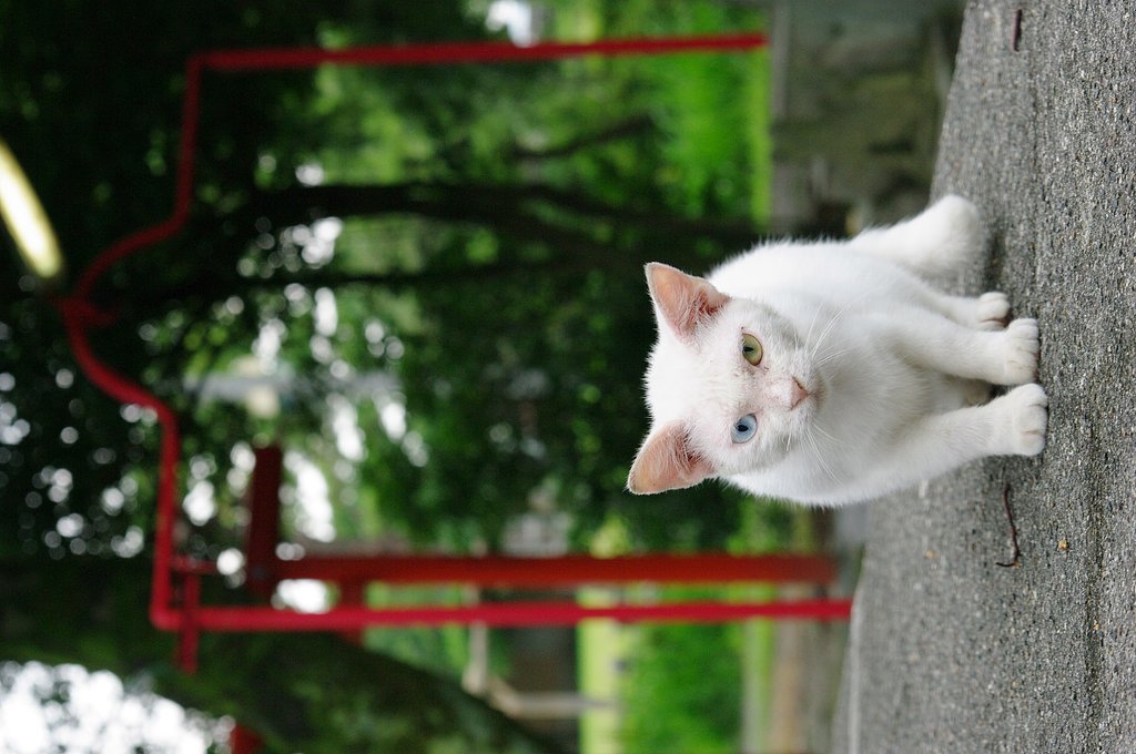 お告げ